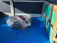 Toyota HIACE VAN лот № 10239 оценка 3  с аукциона в Японии 7