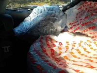 Toyota C-HR лот № 30806 оценка 4  с аукциона в Японии 10