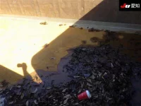 Nissan BIGTHUMB лот № 8661 оценка R  с аукциона в Японии 7