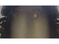 BMW 1-Series лот № 38010 оценка 4  с аукциона в Японии 10